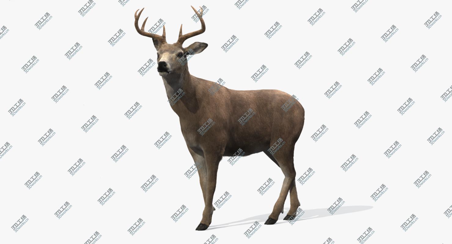 images/goods_img/202104094/Deer Rigged (Fur)/2.jpg